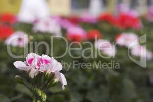 White geranium