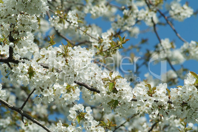 blossom tree