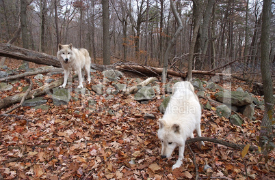 White Arctic Wolf