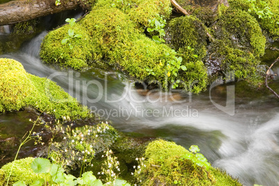 Mossy Mountain Stream