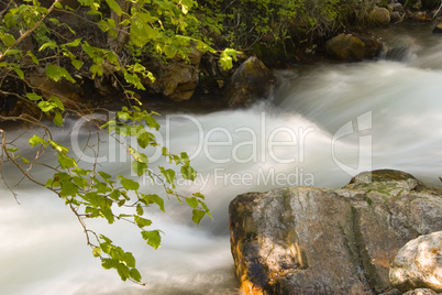 Tree Branch Over Stream