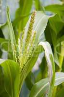 Corn Stalk Tassels