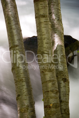 Tree Trunks Over Stream