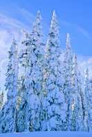 Snow covered trees 2