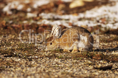 Snoushoe Rabbit 1