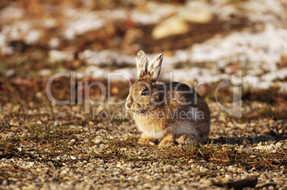 Snowshoe Rabbit 2