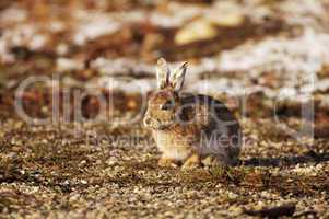 Snowshoe Rabbit 2