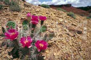Cactus in desert, Utah