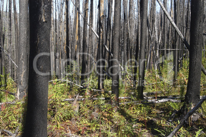 New Growth in the burnt trees 7