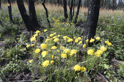 Wildflowers in the burnt trees 15