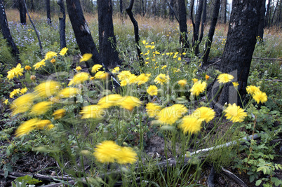 Wildflowers in the burnt trees 16