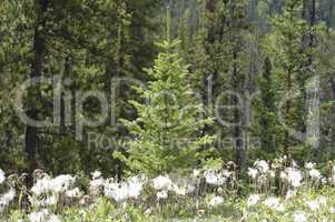 Spruce Tree 20