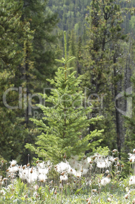 Spruce Tree 21
