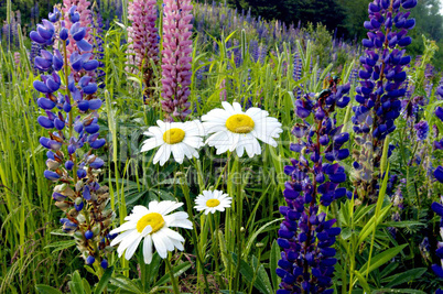 Daisies and Lupins