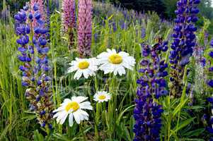 Daisies and Lupins