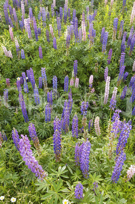 Lupins 2