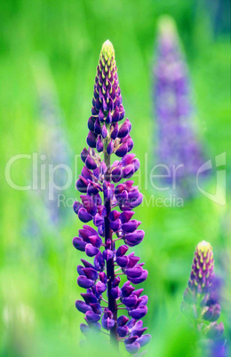 Purple Lupins