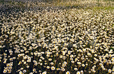 A Field of Daisies