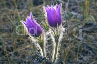 Crocus 4