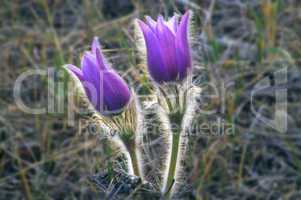 Crocus 4