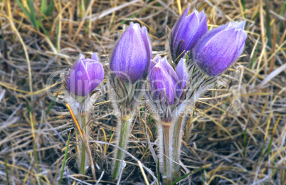 Crocus 3