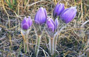 Crocus 3