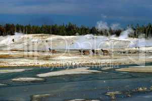 Elk and geysers in Yellowstone NP,