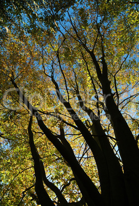 autumn trees