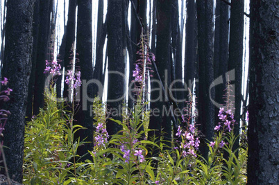 Fireweed in the burnt trees 2