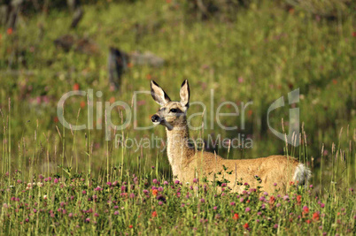 Mule deer doe 32