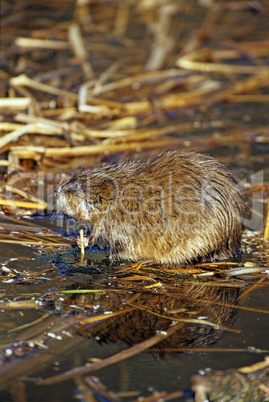 Muskrat 2