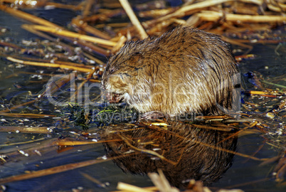 Muskrat 3