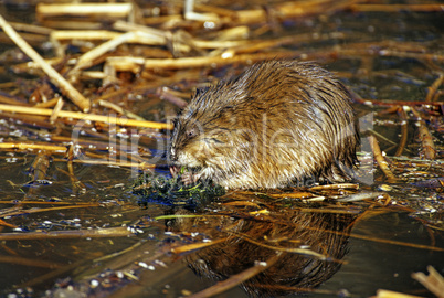 Muskrat 4