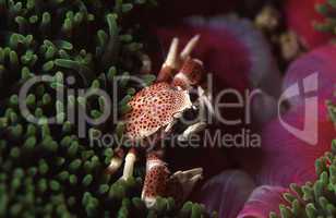 Porcelain Crab on Sea Anemone