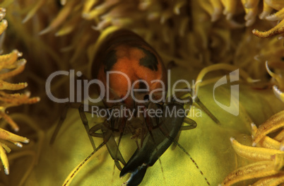 Shrimp on Feather Star