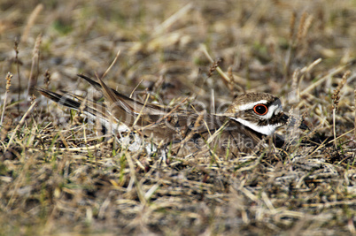 Killdeer 1