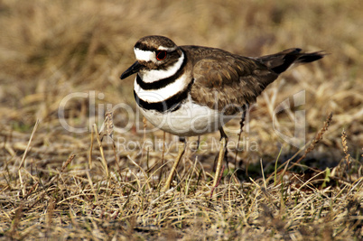 Killdeer 3