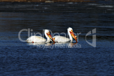 American White Pelicans 2