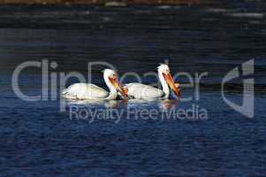 American White Pelicans 2