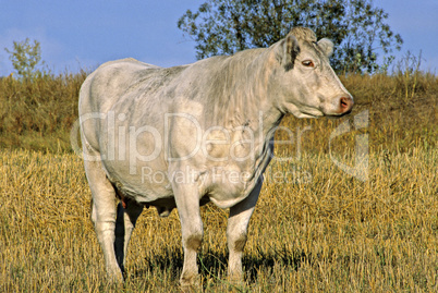 Cow 50