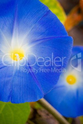 Blue Morning Glory flowers