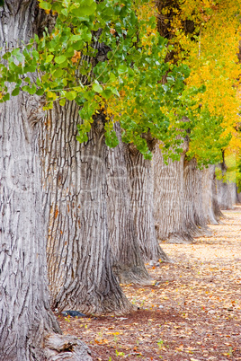 Tree Trunks