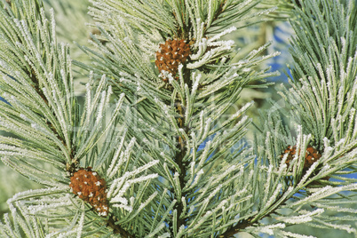 Frosted pine branches and cones