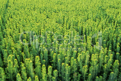 Pine tree seedlings