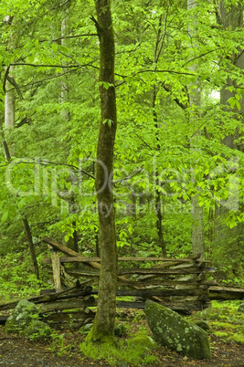 Rail Fence, Great Smoky Mtns NP