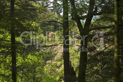 Rhododendron, Newfound Gap Rd