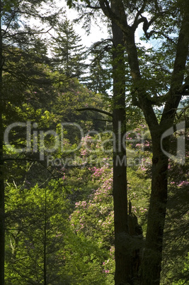 Rhododendron, Newfound Gap Rd