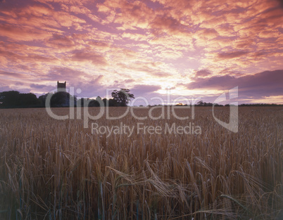 barley field