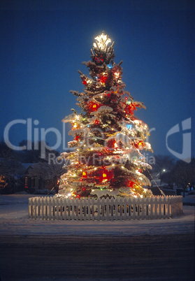 Outdoor Christmas Tree