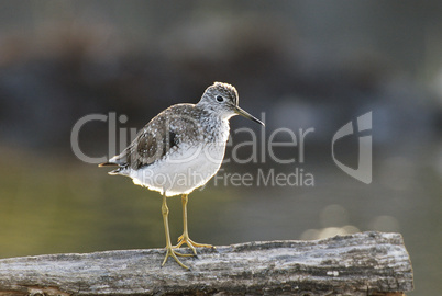 Lesser Yellowlegs